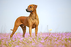 adult Rhodesian Ridgeback