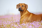 adult Rhodesian Ridgeback