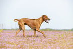 adult Rhodesian Ridgeback