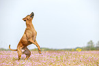 adult Rhodesian Ridgeback
