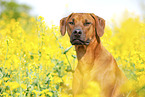 adult Rhodesian Ridgeback