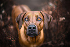 Rhodesian Ridgeback in fall