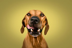 Rhodesian Ridgeback in studio