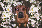 Rhodesian Ridgeback in spring