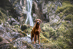 Rhodesian Ridgeback in summer