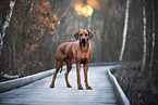 Rhodesian Ridgeback in fall