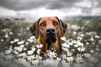 Rhodesian Ridgeback in summer