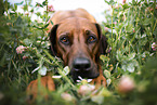 Rhodesian Ridgeback in summer