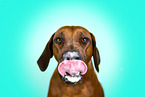 Rhodesian Ridgeback in studio