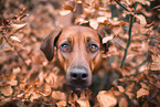 Rhodesian Ridgeback in fall
