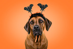 Rhodesian Ridgeback in studio