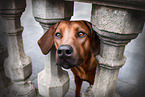 Rhodesian Ridgeback