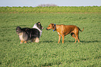 2 dogs