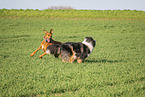 2 dogs