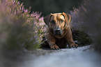 Rhodesian Ridgeback