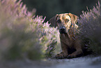 Rhodesian Ridgeback