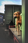 Rhodesian Ridgeback