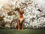 Rhodesian Ridgeback