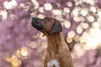 male Rhodesian Ridgeback