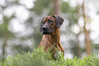 male Rhodesian Ridgeback