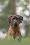 male Rhodesian Ridgeback