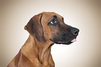 young Rhodesian Ridgeback