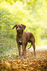male Rhodesian Ridgeback