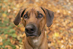 male Rhodesian Ridgeback