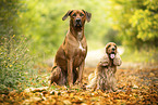 2 dogs