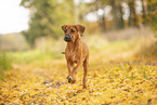Rhodesian Ridgeback Puppy