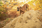 Rhodesian Ridgeback Puppy