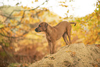 Rhodesian Ridgeback Puppy
