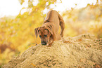 Rhodesian Ridgeback Puppy