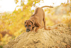 Rhodesian Ridgeback Puppy