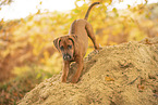Rhodesian Ridgeback Puppy