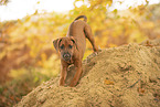 Rhodesian Ridgeback Puppy