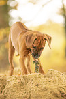 Rhodesian Ridgeback Puppy