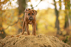 Rhodesian Ridgeback Puppy
