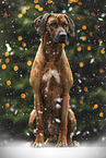 Rhodesian Ridgeback