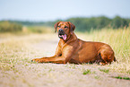 male Rhodesian Ridgeback