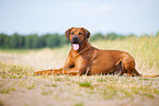 male Rhodesian Ridgeback
