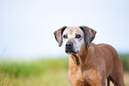 Rhodesian Ridgeback Senior