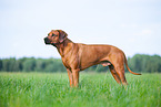 male Rhodesian Ridgeback