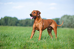 male Rhodesian Ridgeback