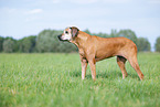 Rhodesian Ridgeback Senior