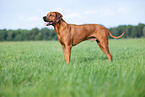 male Rhodesian Ridgeback