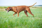 male Rhodesian Ridgeback