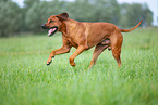 male Rhodesian Ridgeback