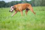 male Rhodesian Ridgeback