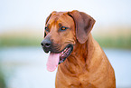 male Rhodesian Ridgeback